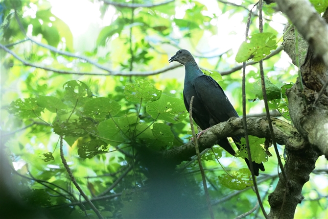 iNjJXog,Japanese Wood Pigeon